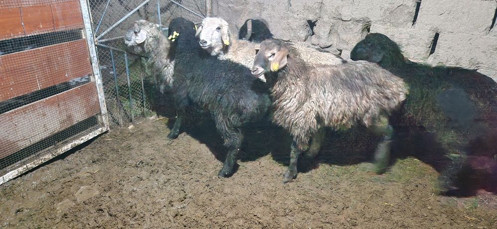 Тоқты қошқарлар сатылады