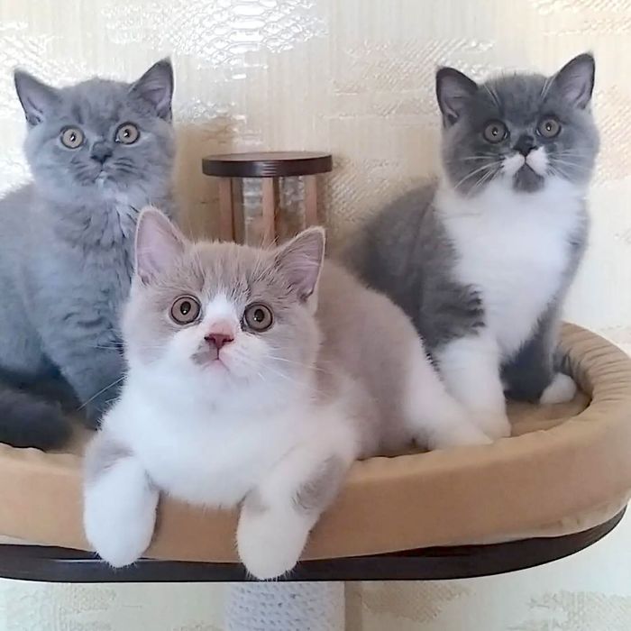 Настоящие элитные британцы.