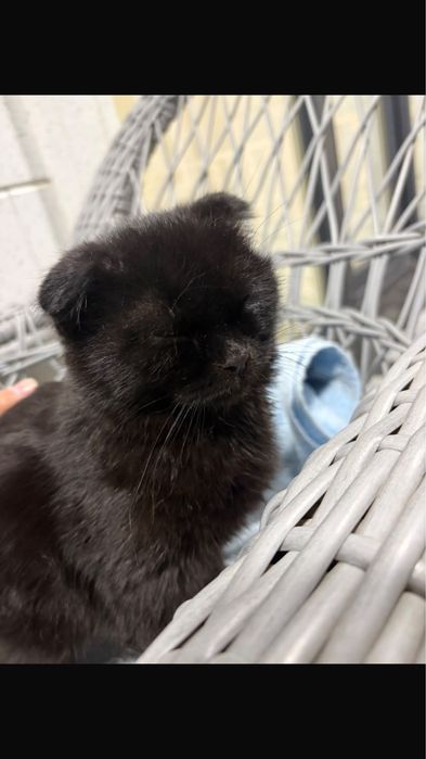 Вислоухие котята