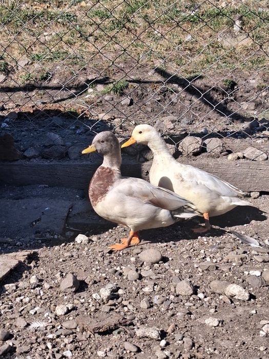 3 perechi  de rate pitică olandeză