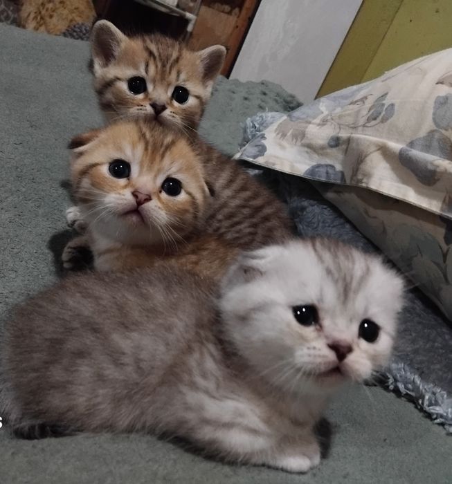 Продаются шотланские котята