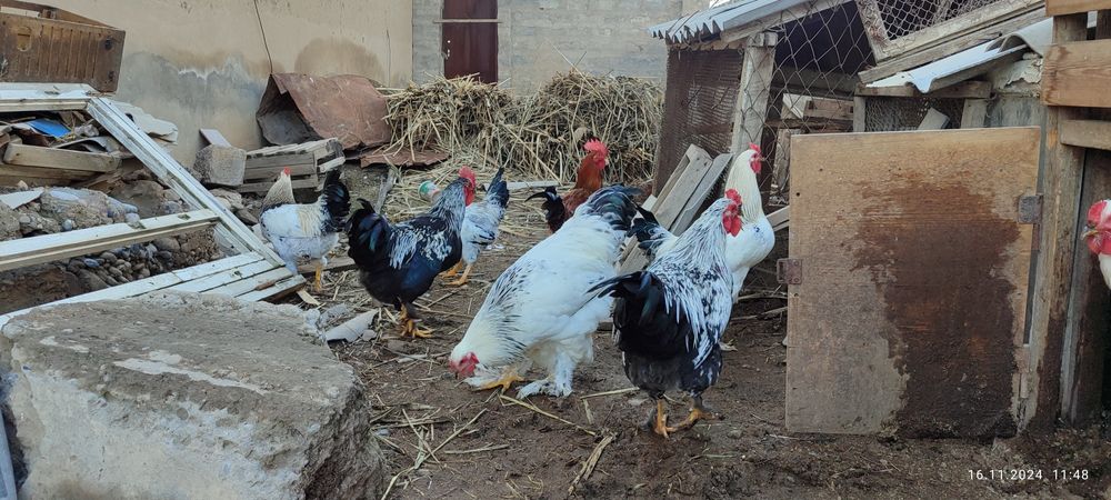 Svetliy Brama va oddiy xashki xorozlar sotiladi