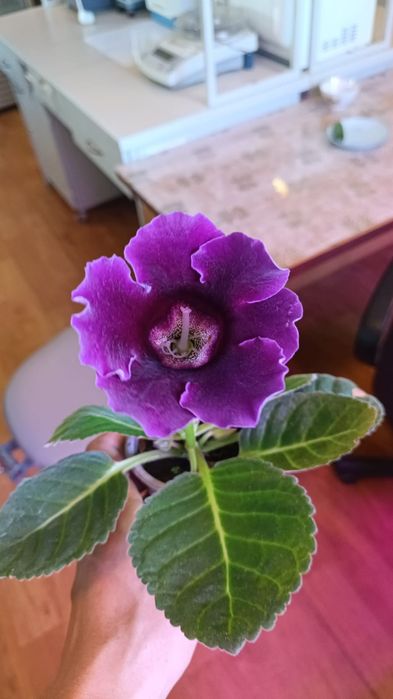 Продам глоксинии