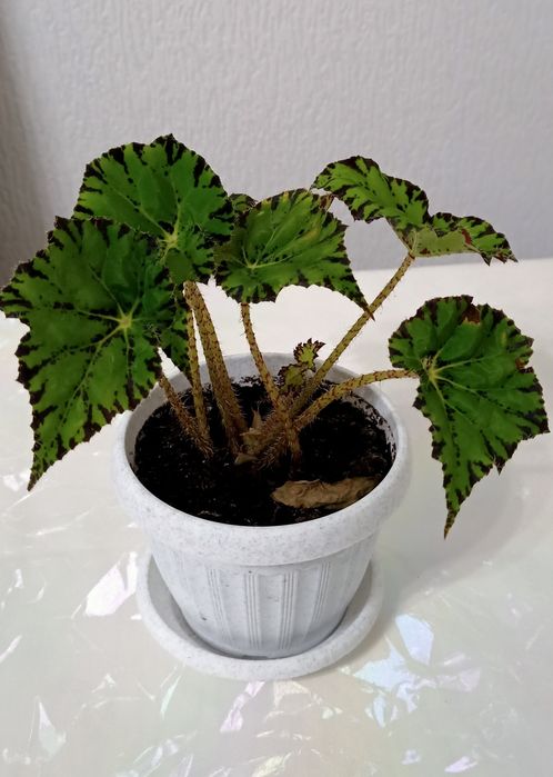 Комнатное  растение. Разные. И дёшово.