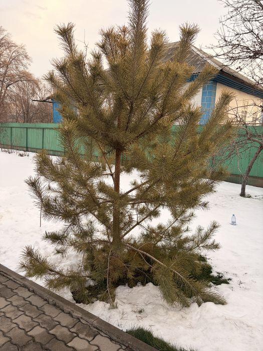 Живая сосна на Новый год