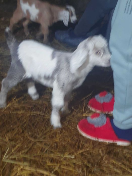 Iezi anglo virsa 2 saptamini