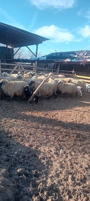 Vând 32 oi foarte frumoase