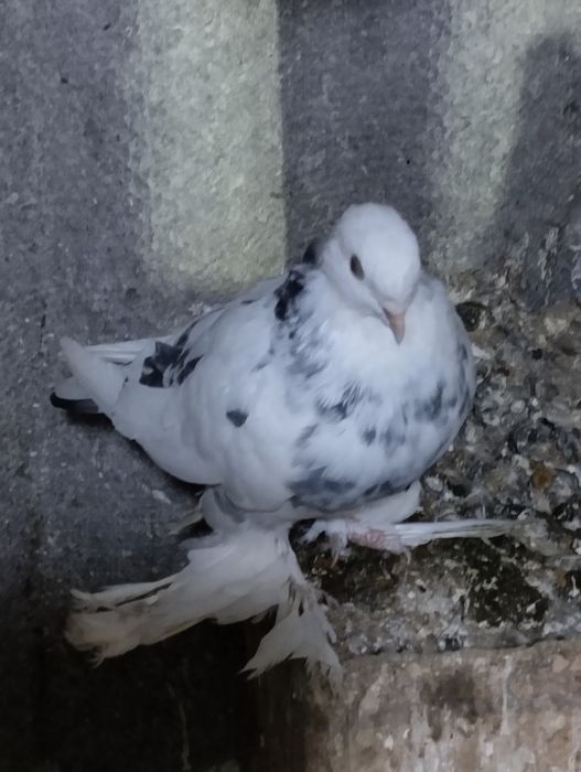 Голуби домашние.