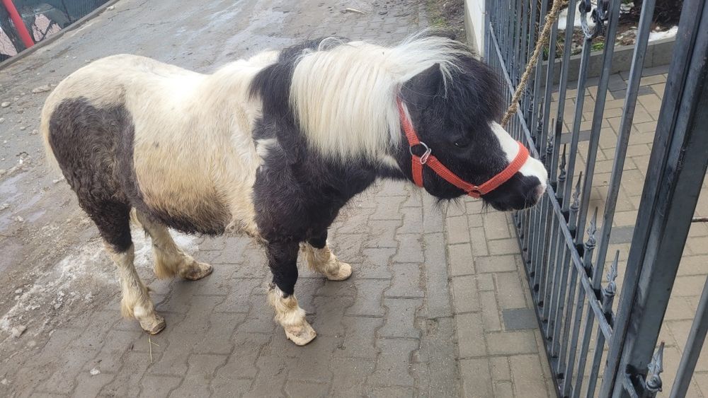 Vând un ponei nu este armăsar mai mute detaliile de la telfon