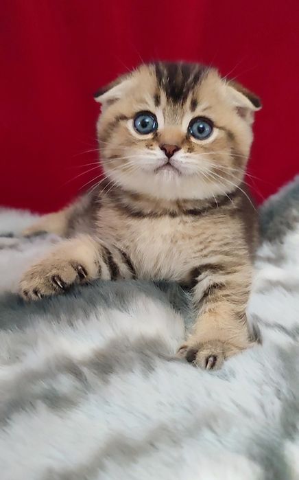 Скоттиш фолд мальчики