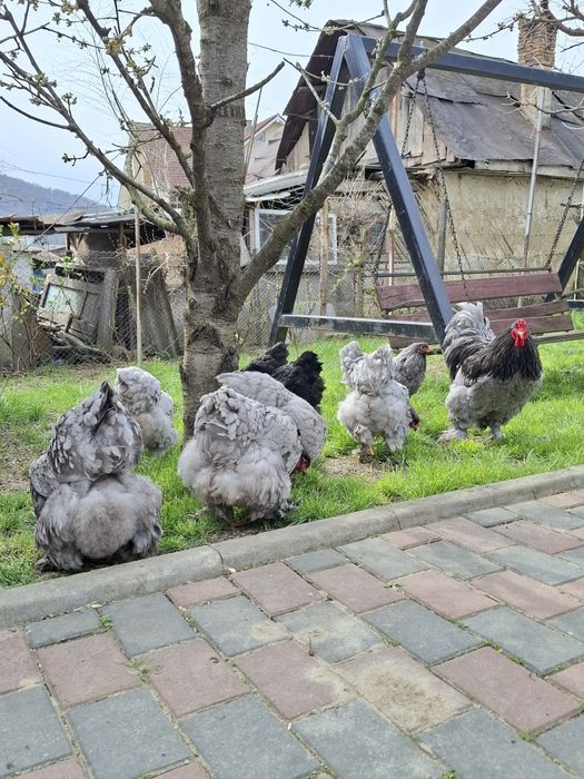 Brahma Albastru ,Negru,Portelan