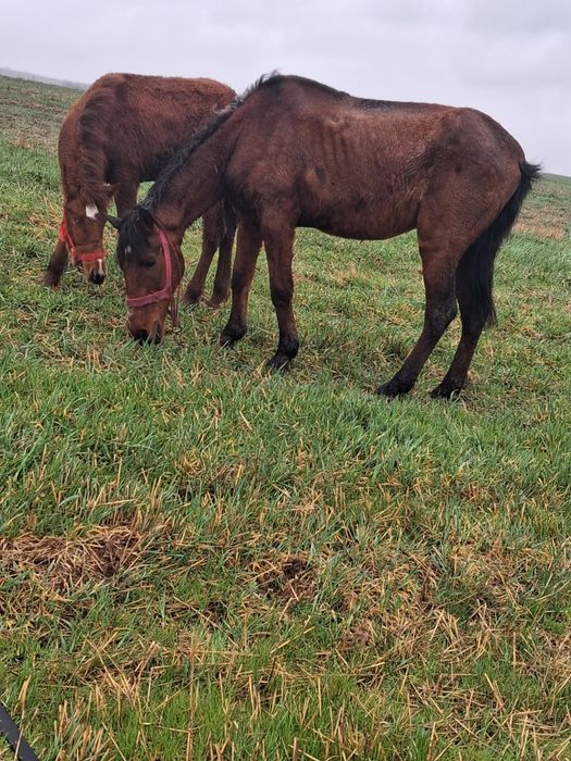 Vând un cal si o manza