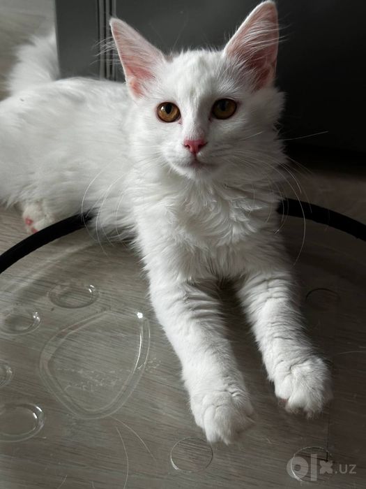 Котята турецкой онгоры