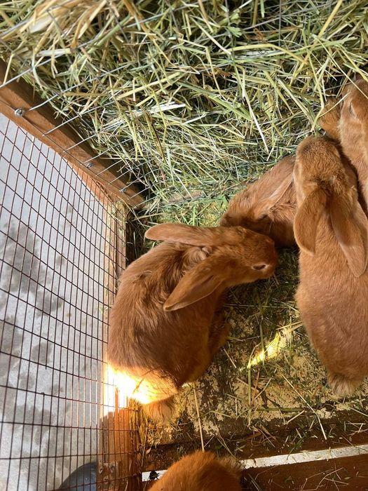 Quyon bollari sotiladi Burgund