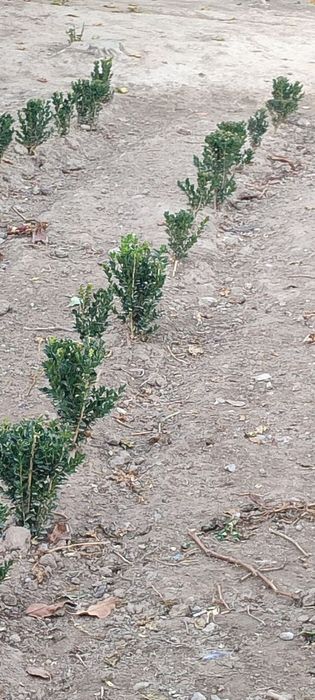 Shamshod kòchat sotiladi