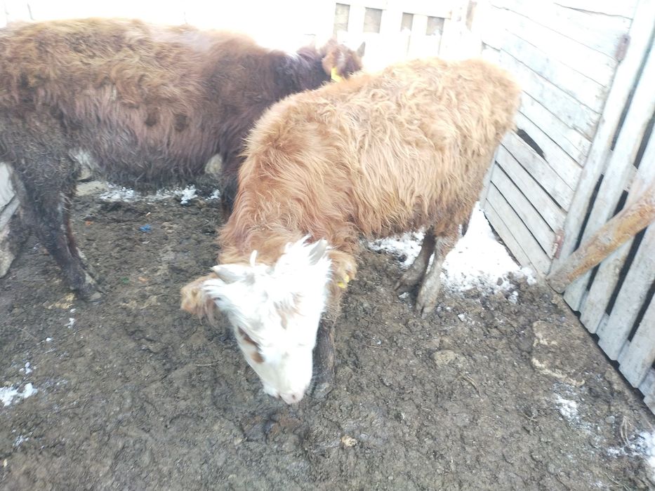 Продам телят ,,,