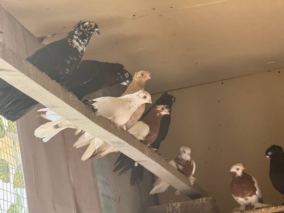 Каптарла сотилади кабутар, kaptar, голубь