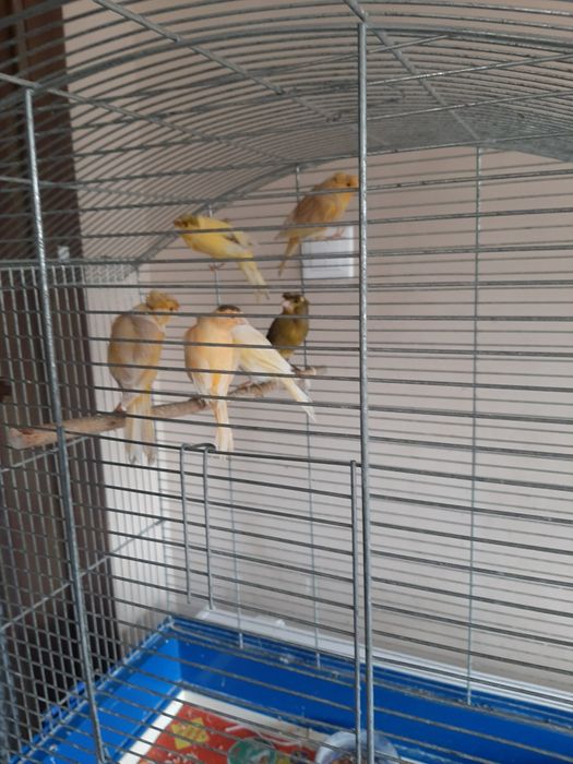 Vând canari 6 buc