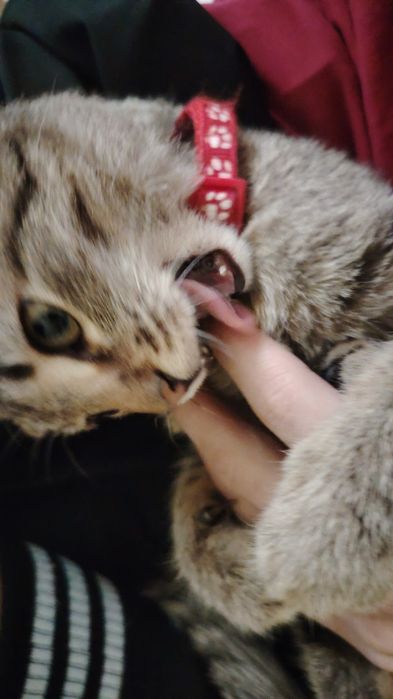 Небольшой кот с возрастом пол года