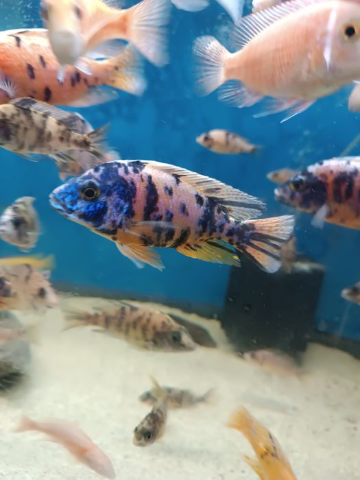 Ciclide africana