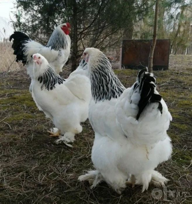 Brama tuxumlari sotiladi