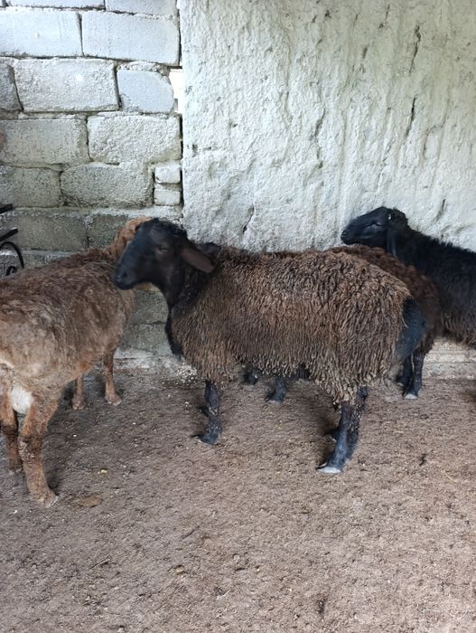 Кузи куйлар сотилади