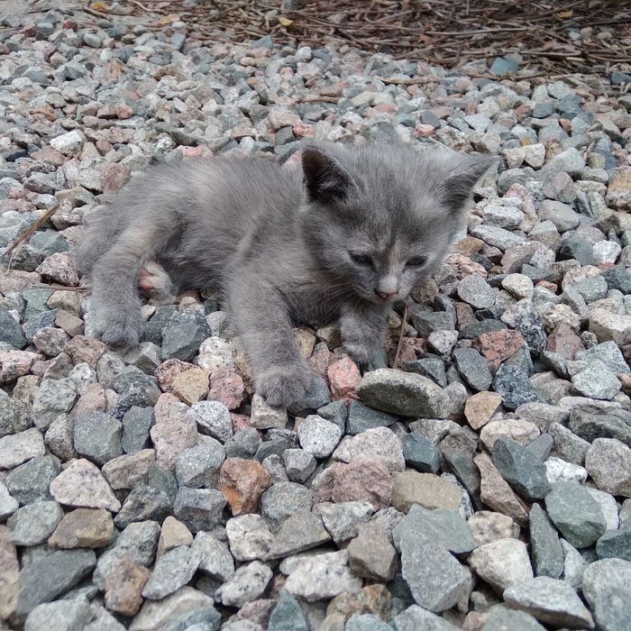 Котенок девочка, в добрые руки