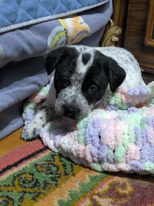 Щеночек в добрые руки!