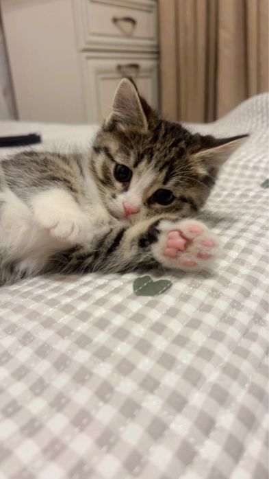 котенок в добрые руки
