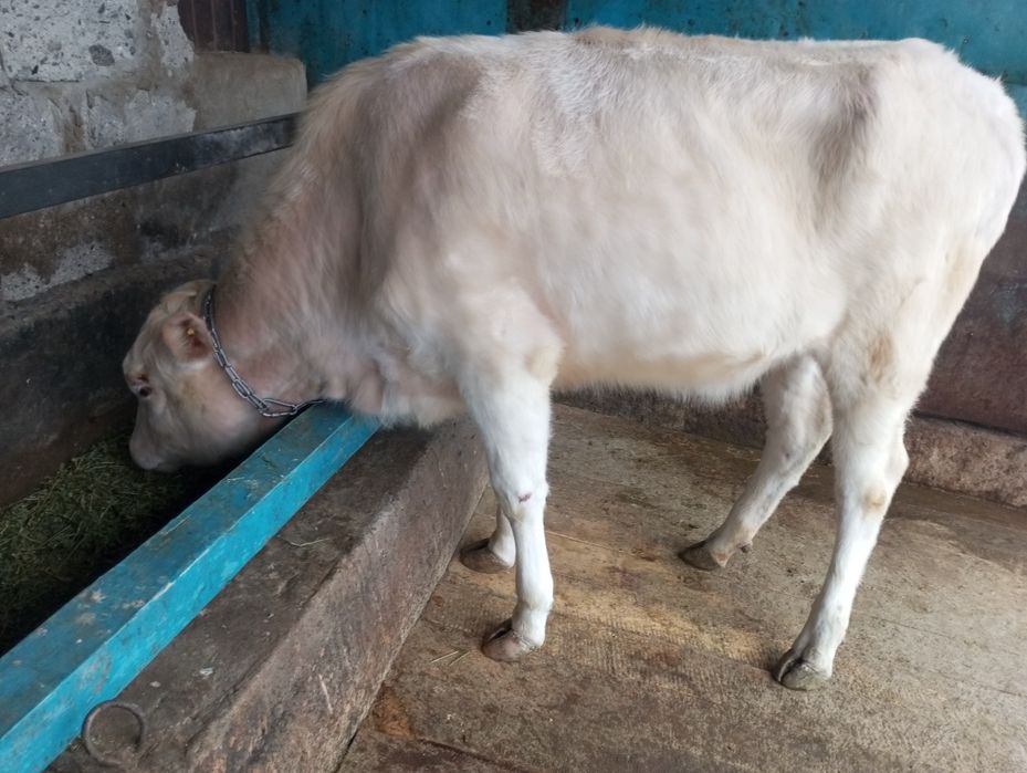 Продам жирную телку