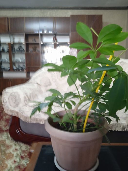 Продам цветок срочно