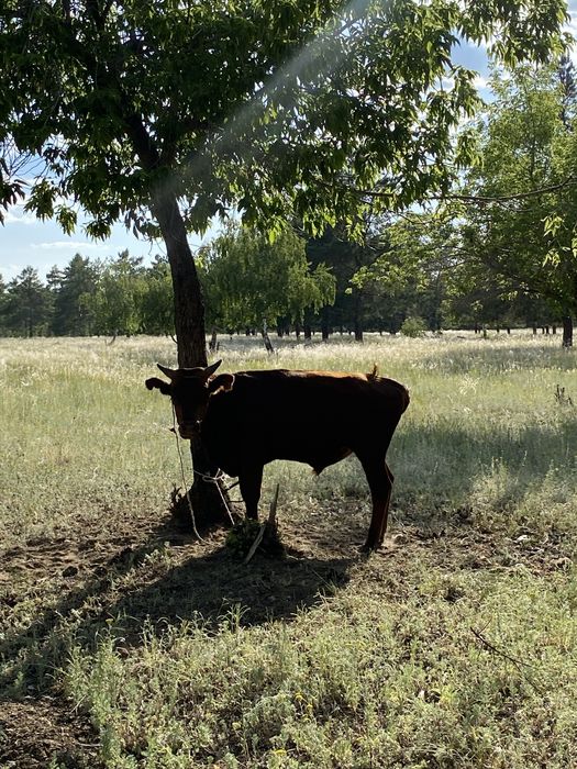 Сиыр бұзауымен