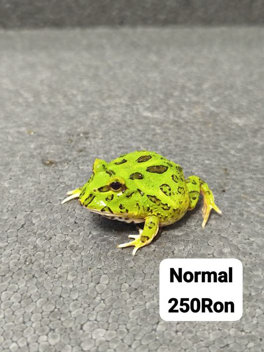 Broasca Pacman Frog