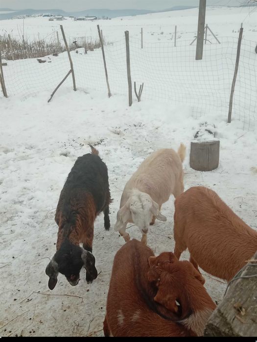 Vand iede anglon̈ubian originale!!!