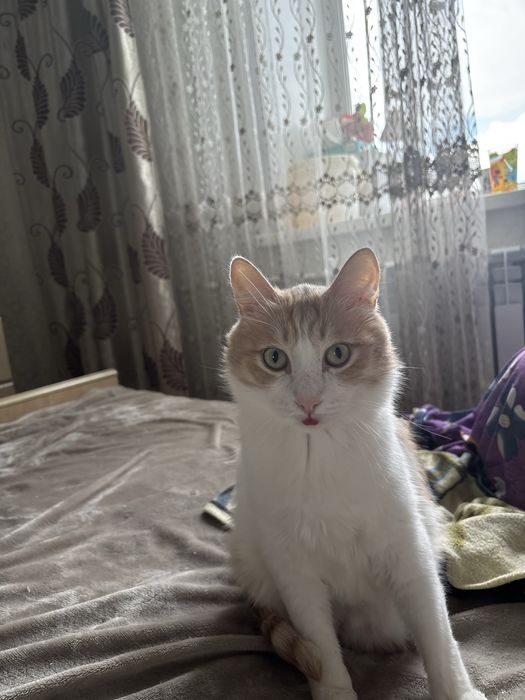 Котик ищет новый дом