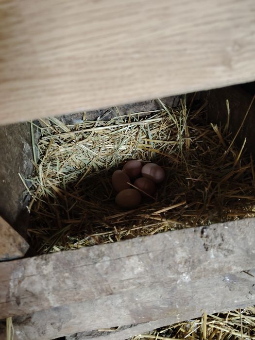 Яйца на инкубацию