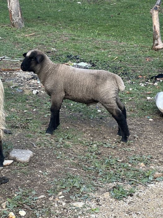 Suffolk berbecut 4 luni mieluta si oi