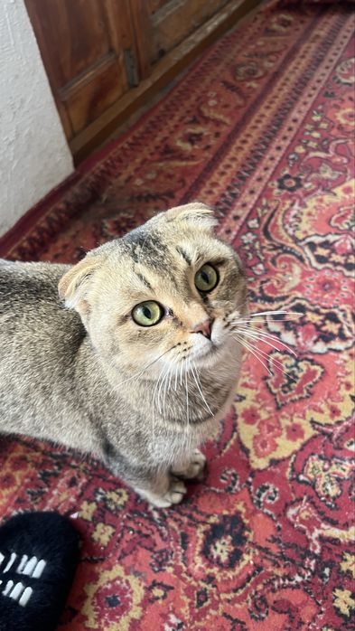 VYAZKA EMAS SOTILADI вислоухий  шиншилла