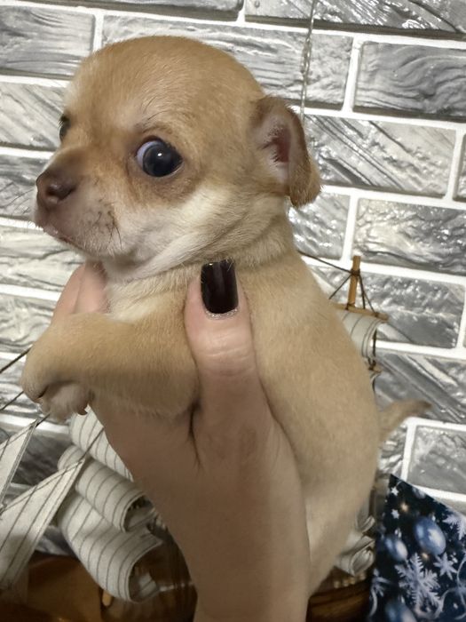 Супер Щенки чихуахуа !!!