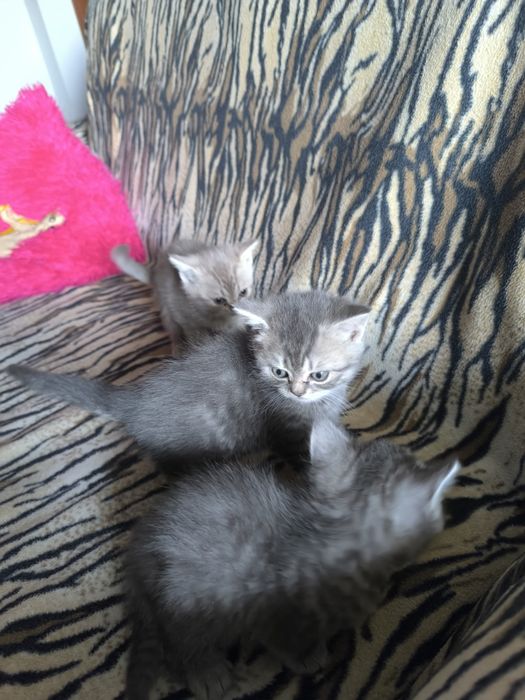 Британские котята