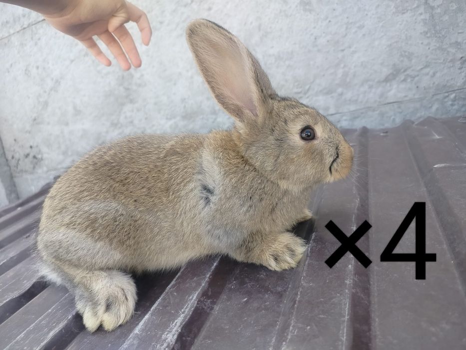 Көжектер 4 айлық
