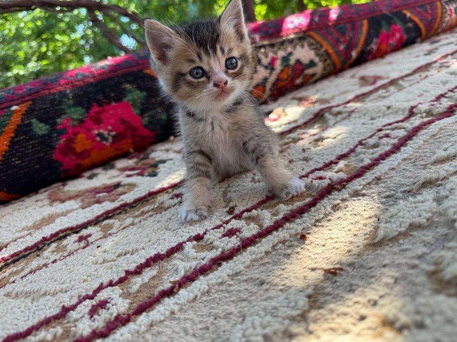 Отдам даром милого котенка.