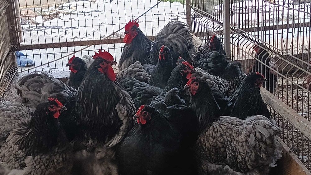 Oua pentru incubat de gaini din rasele outoare si grele