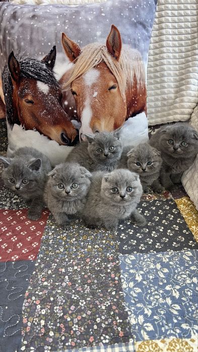 Котета Шотландски Фолд и Котета Британка  Късокосместа