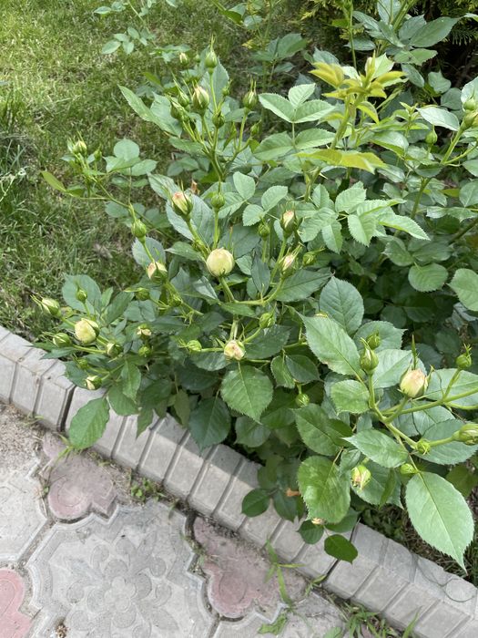 Недвижимость в бесагаше