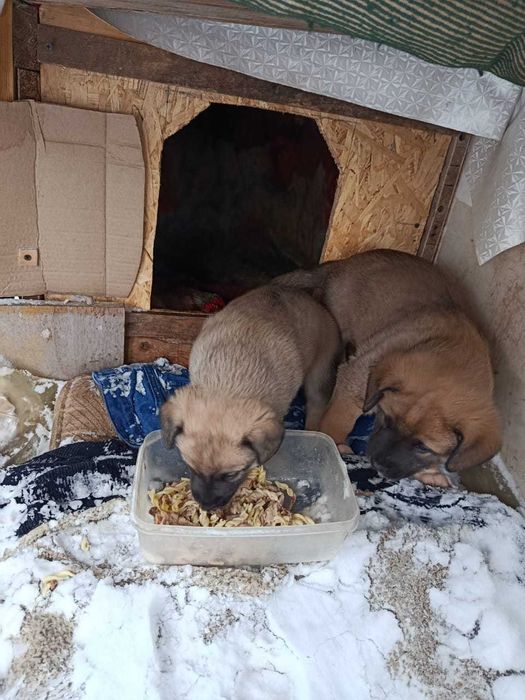 Щенки, 1,5 месяца