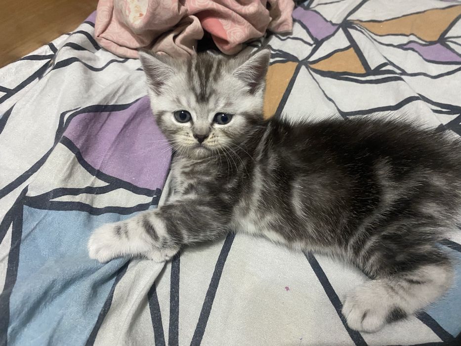 Шотландские скоттиш фолд