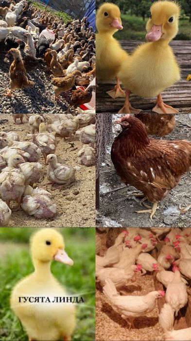 Куры несушки бролера утята гусята с доставкой