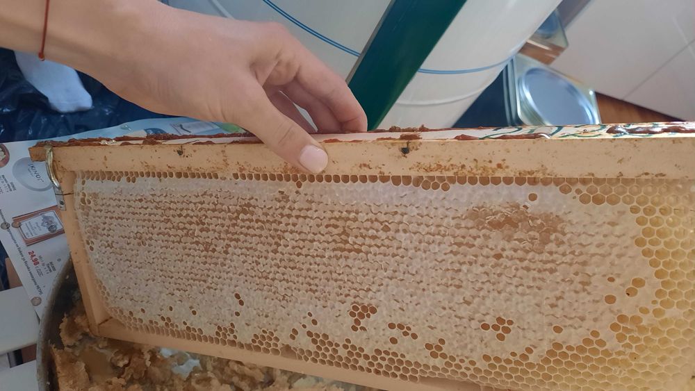 Пчелен мед/ пчелен мед с восък реколта 2024 и 2025