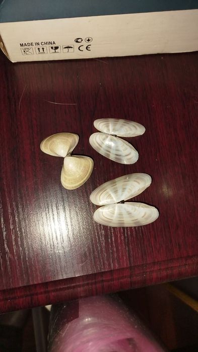 Ракушки натуральные